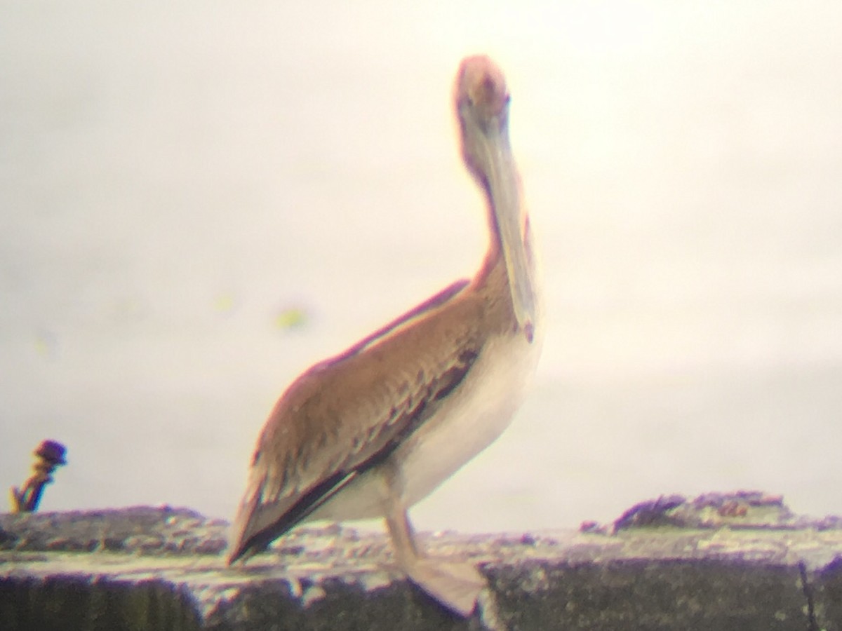 Brown Pelican - ML100804901