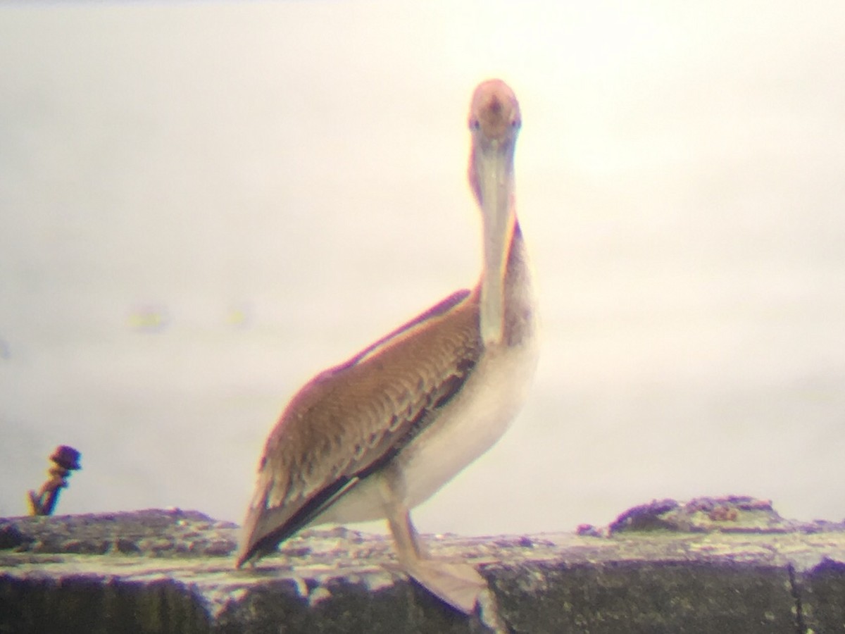 Brown Pelican - ML100804911