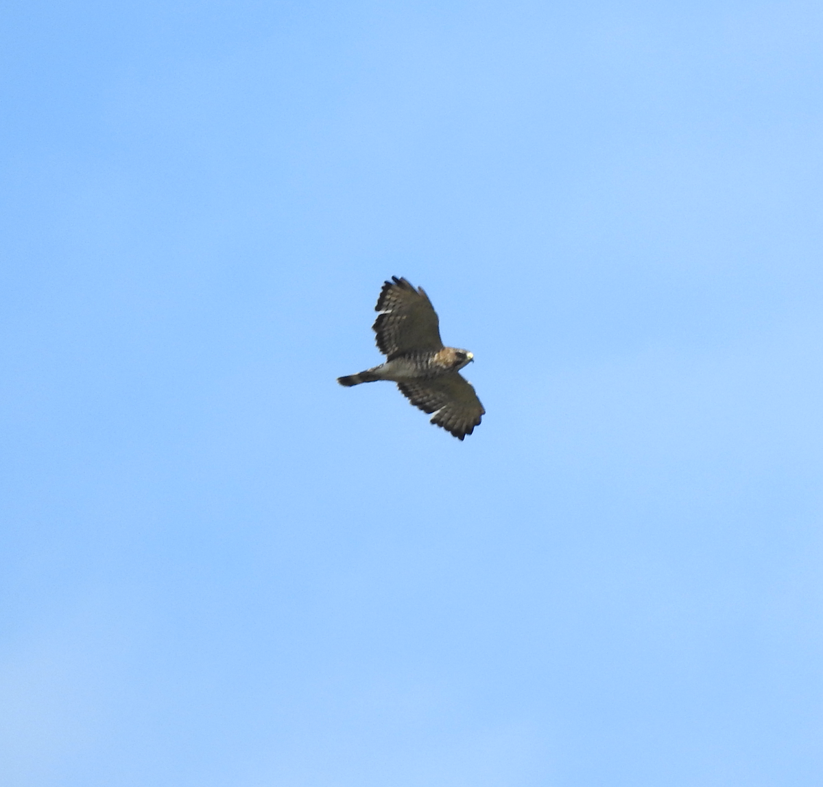 Broad-winged Hawk - Diane LeBlanc