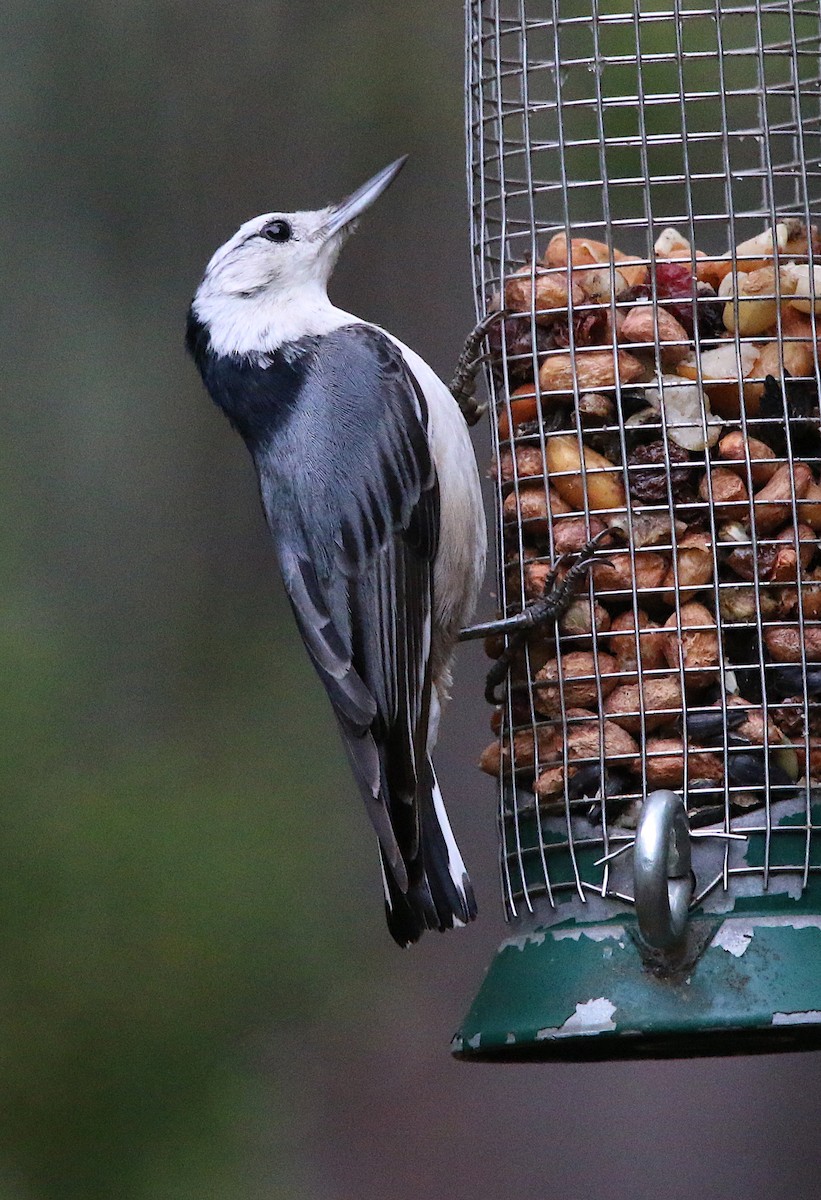 White-breasted Nuthatch - ML100805931