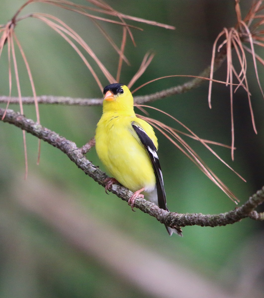 American Goldfinch - ML100806111