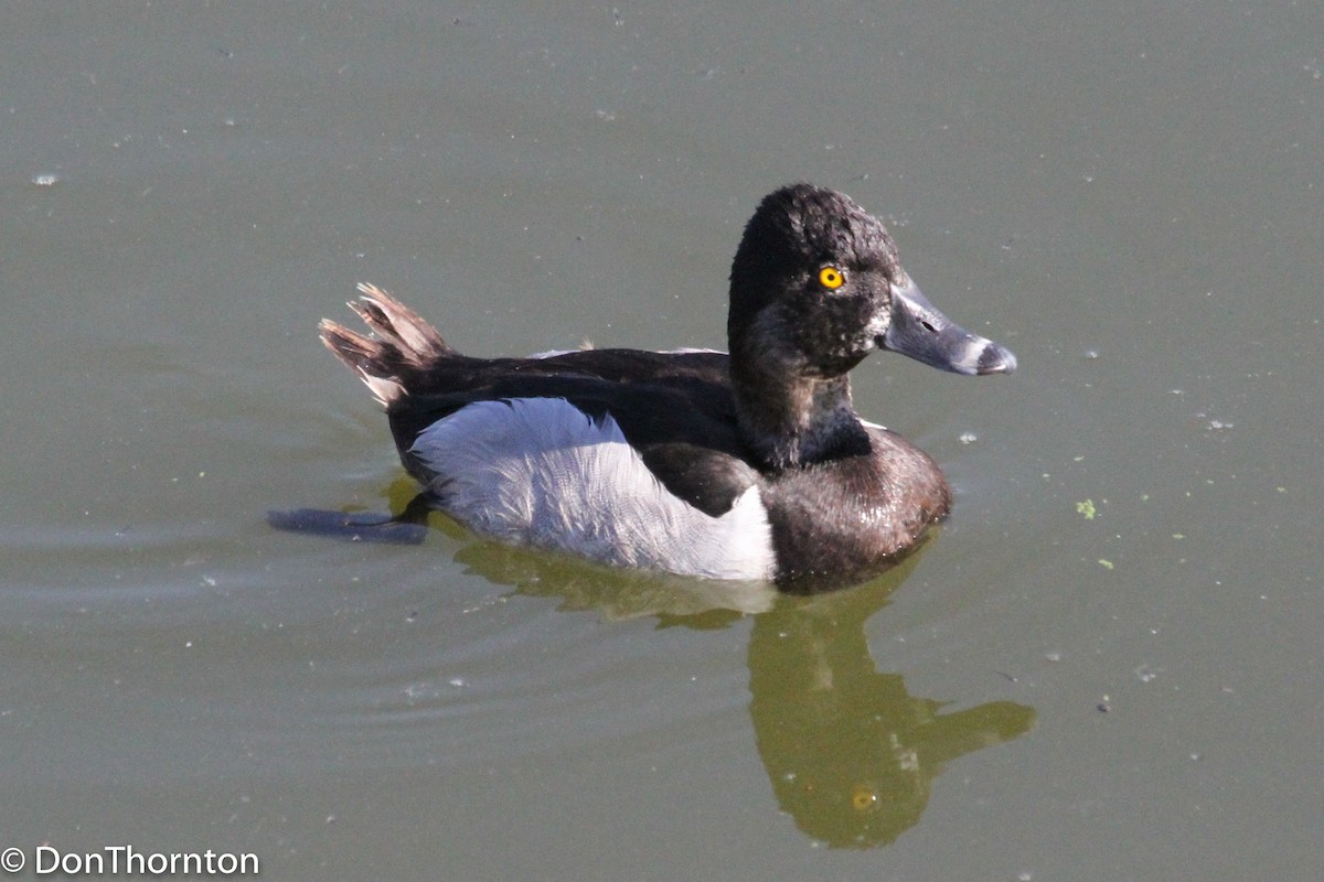 Ring-necked Duck - margeNdon thornton