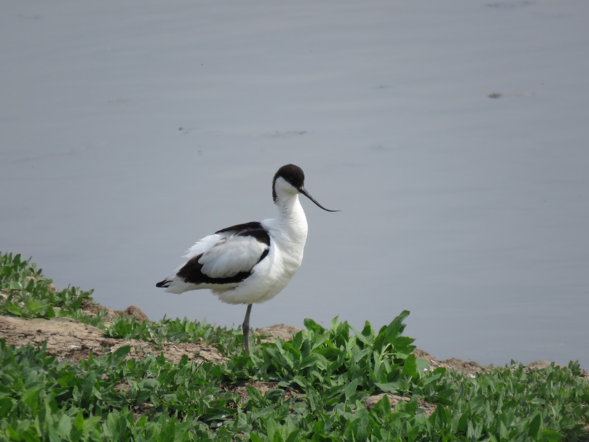 Pied Avocet - ML100806991