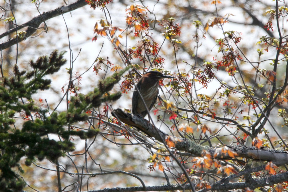 Green Heron - ML100807091