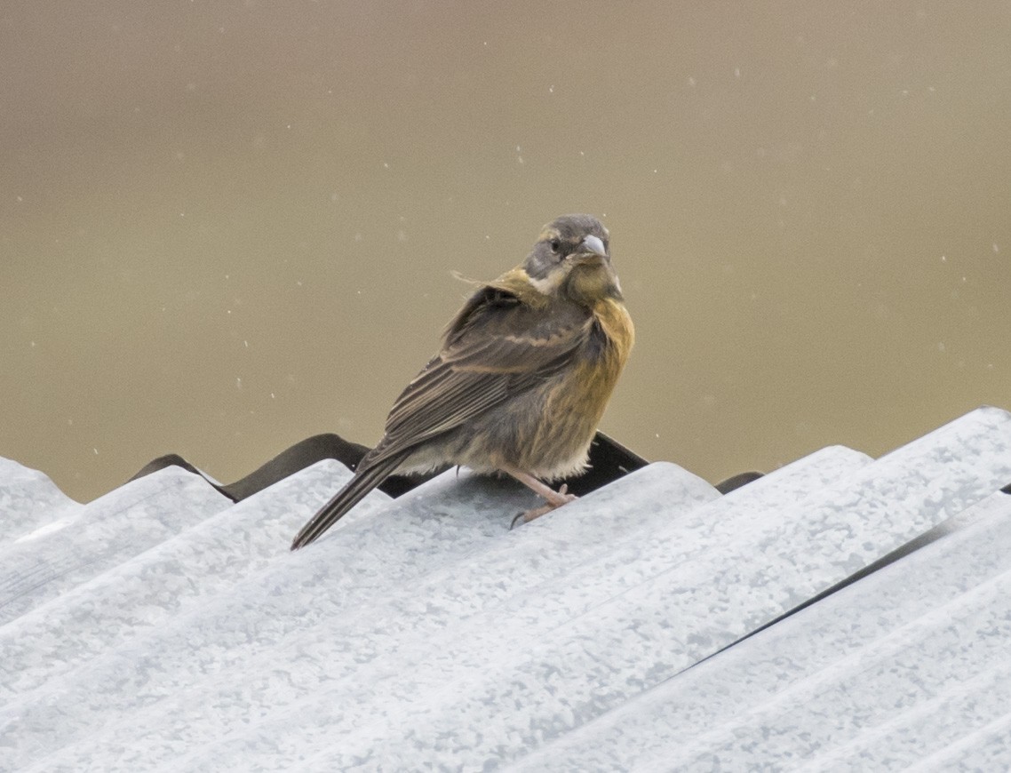 Peruvian Sierra Finch - ML100807271