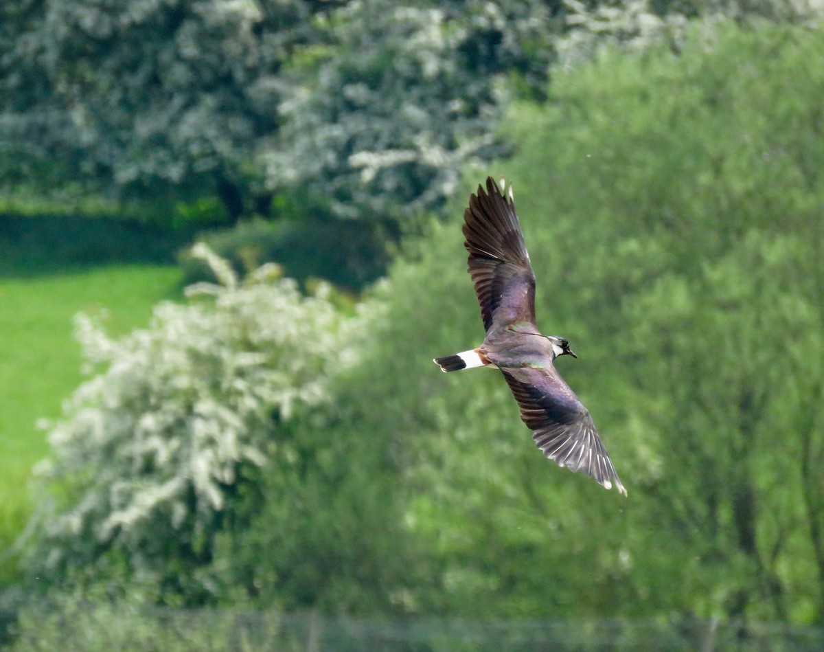 Northern Lapwing - ML100807301