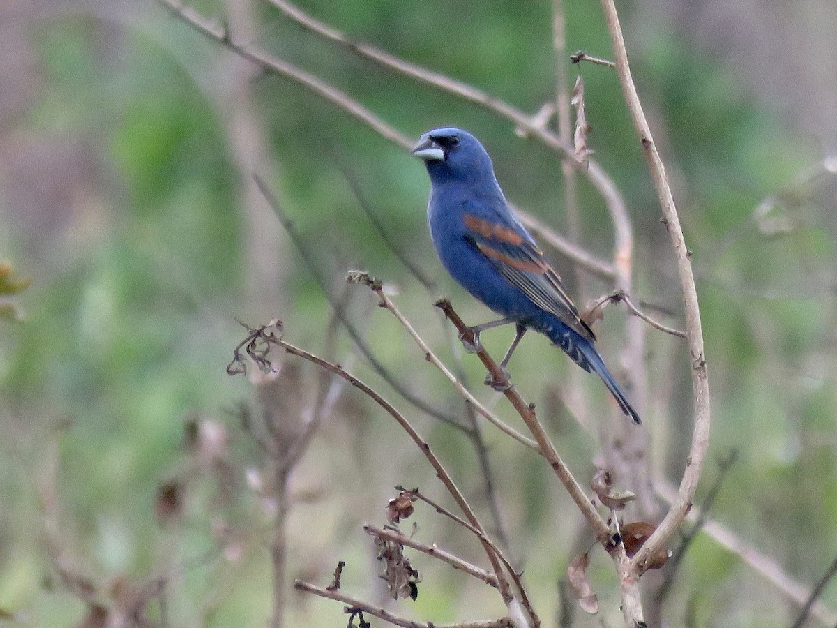 Blue Grosbeak - Lloyd Davis