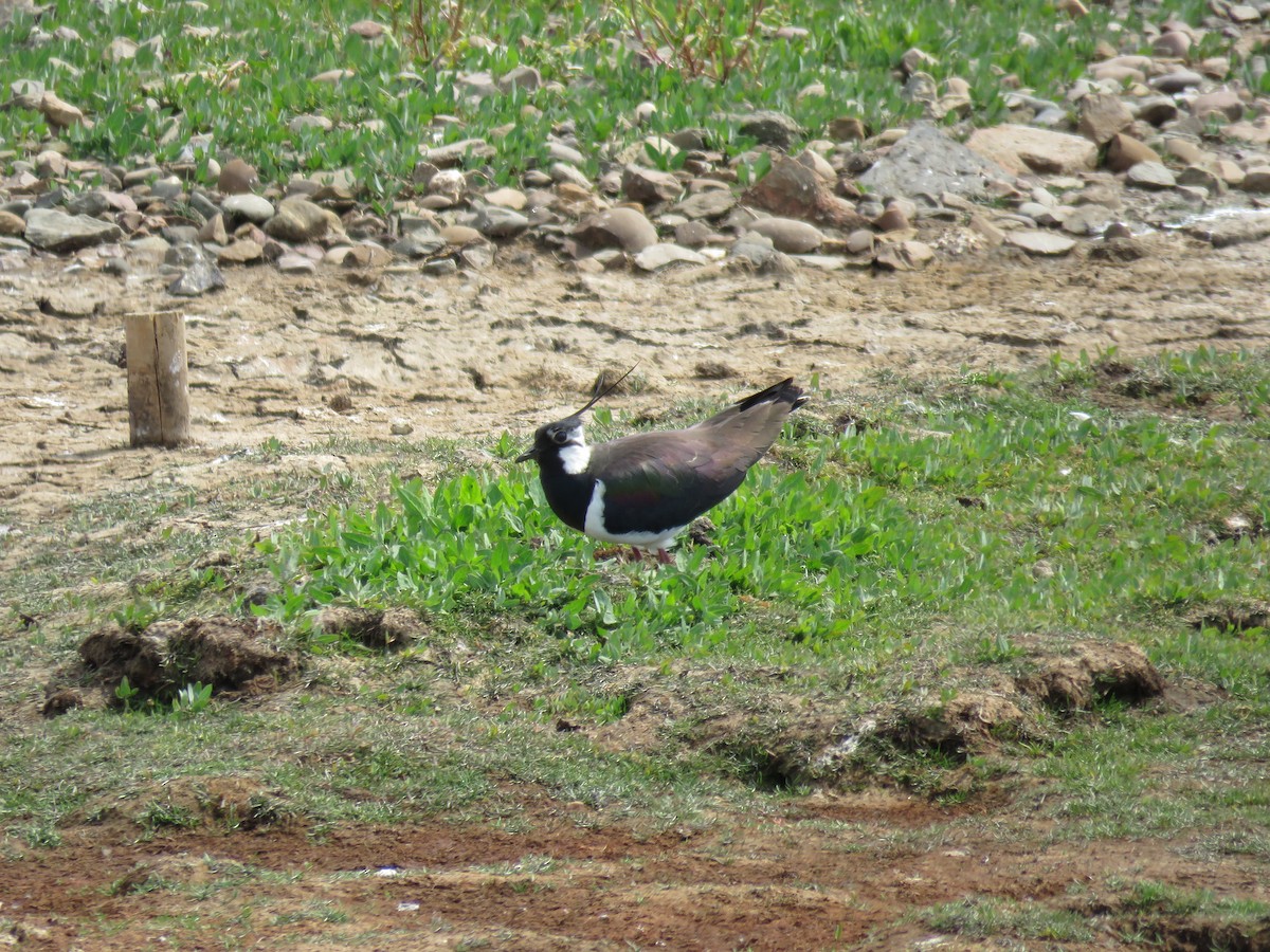 Northern Lapwing - ML100807541