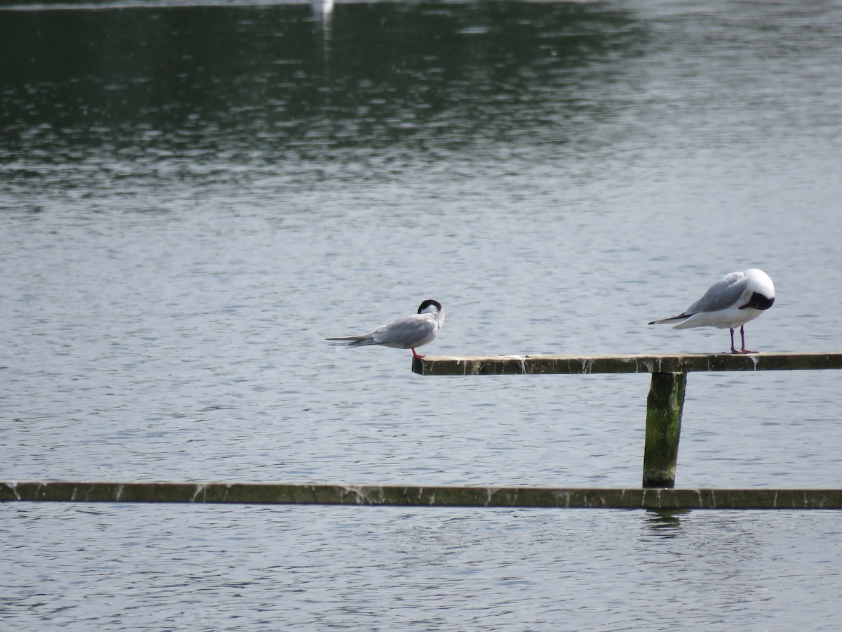 Common Tern - ML100807551