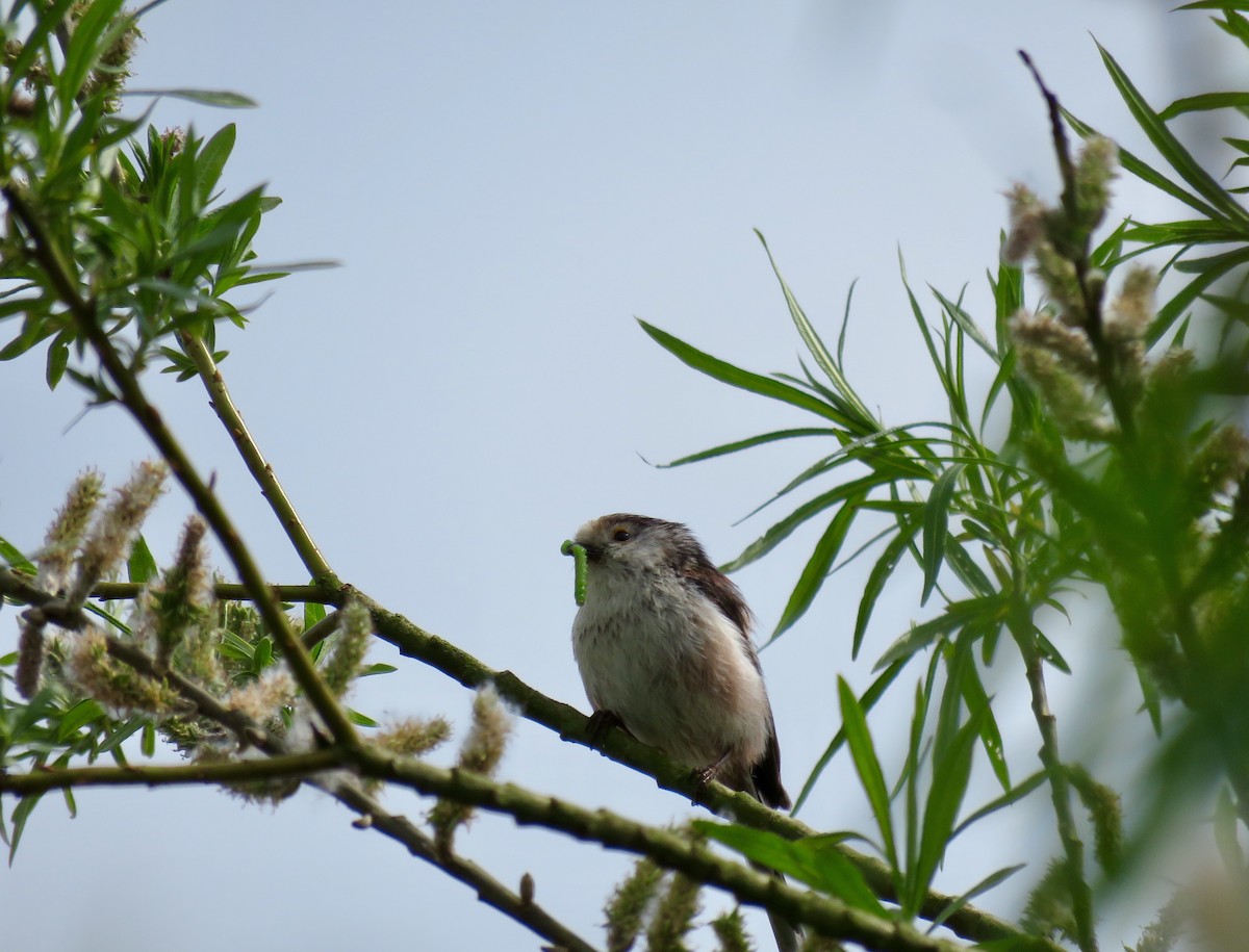 Long-tailed Tit - ML100807581