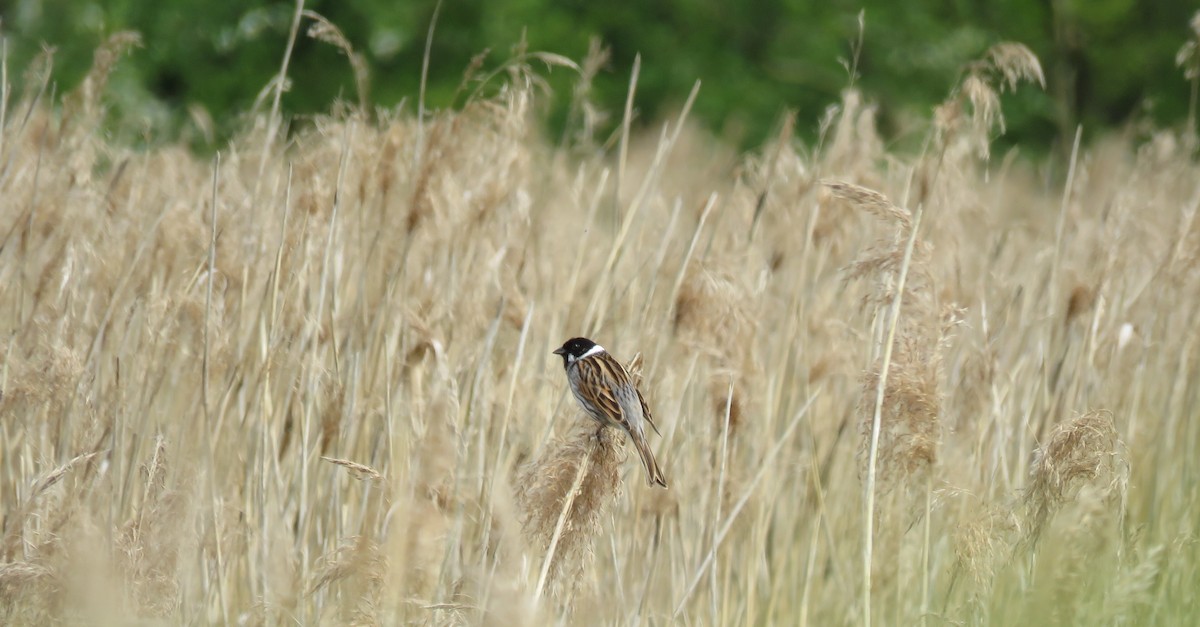 Reed Bunting - ML100807791