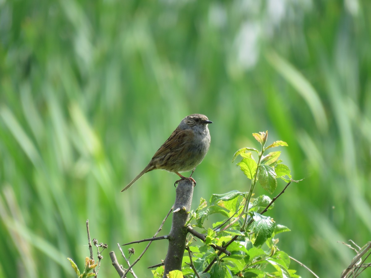 Dunnock - ML100807801
