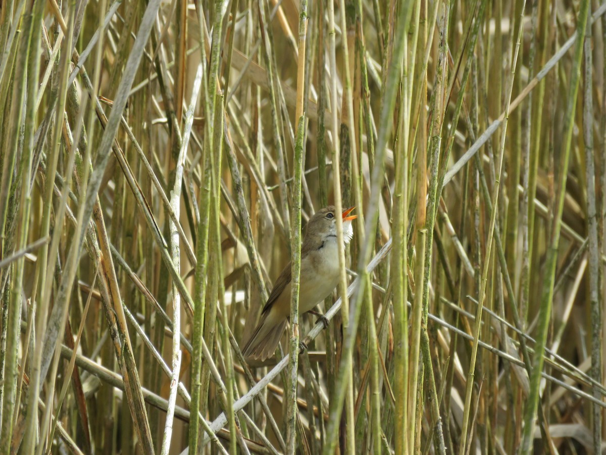 Common Reed Warbler - ML100807901