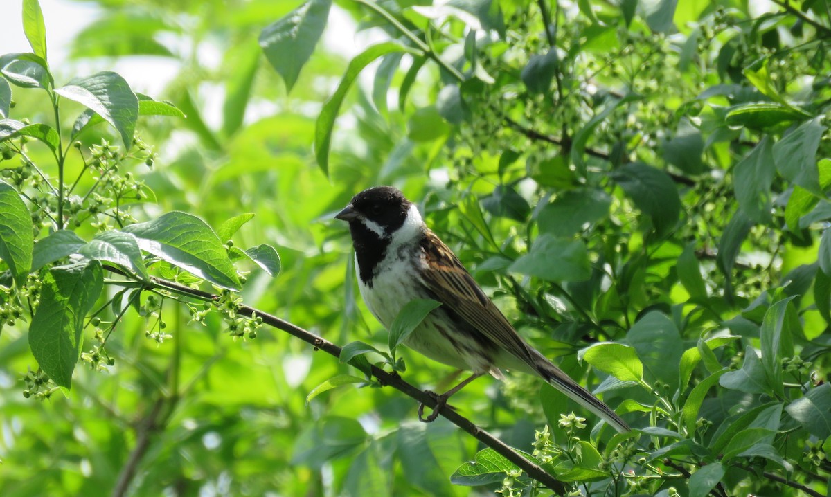 Reed Bunting - ML100808021