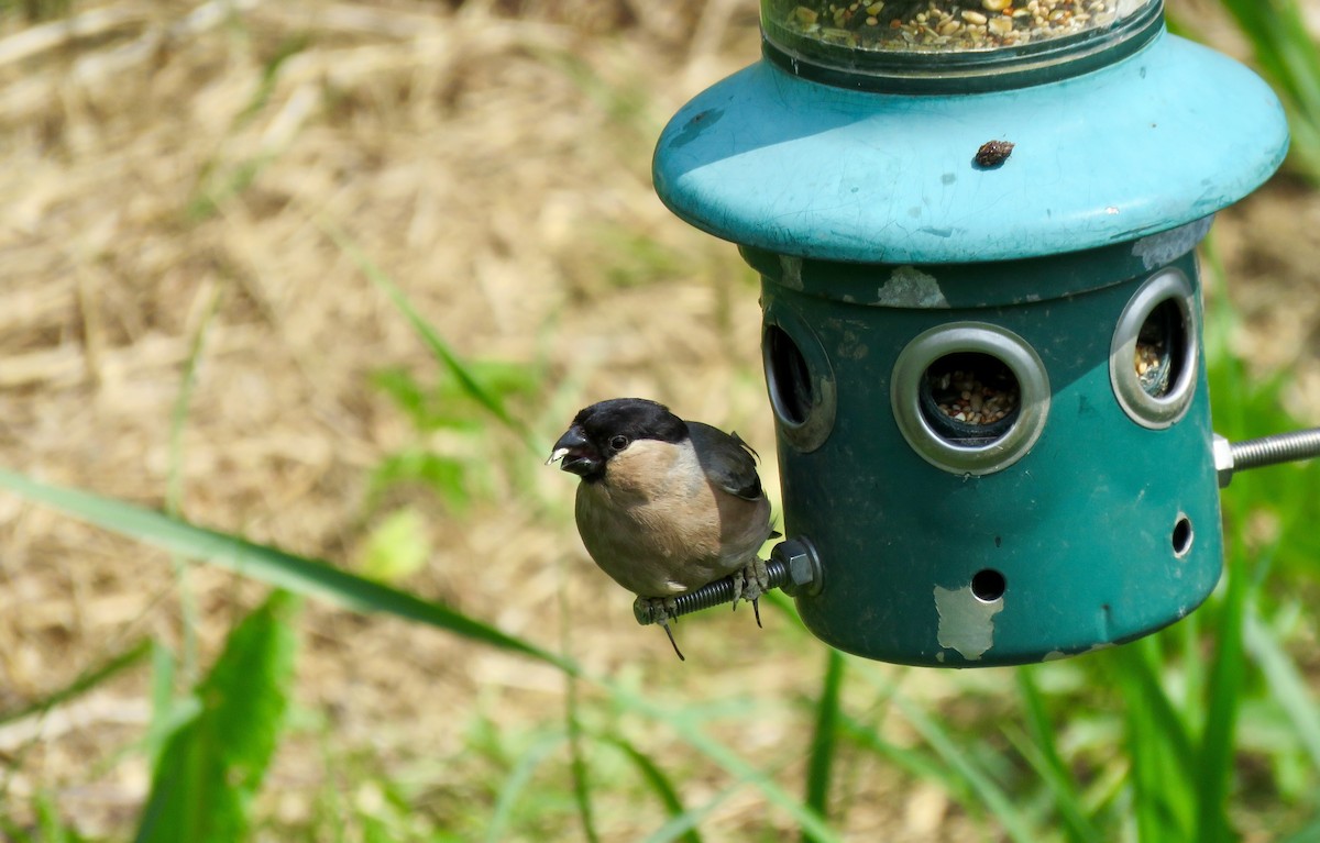 Eurasian Bullfinch - ML100808131