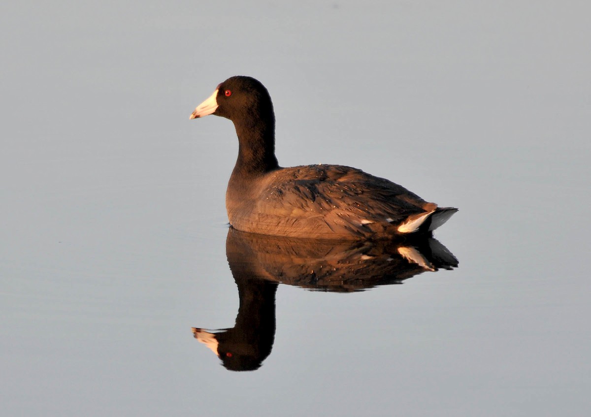 eBird Checklist - 17 May 2018 - Long Point--Big Creek NWA - 23 species