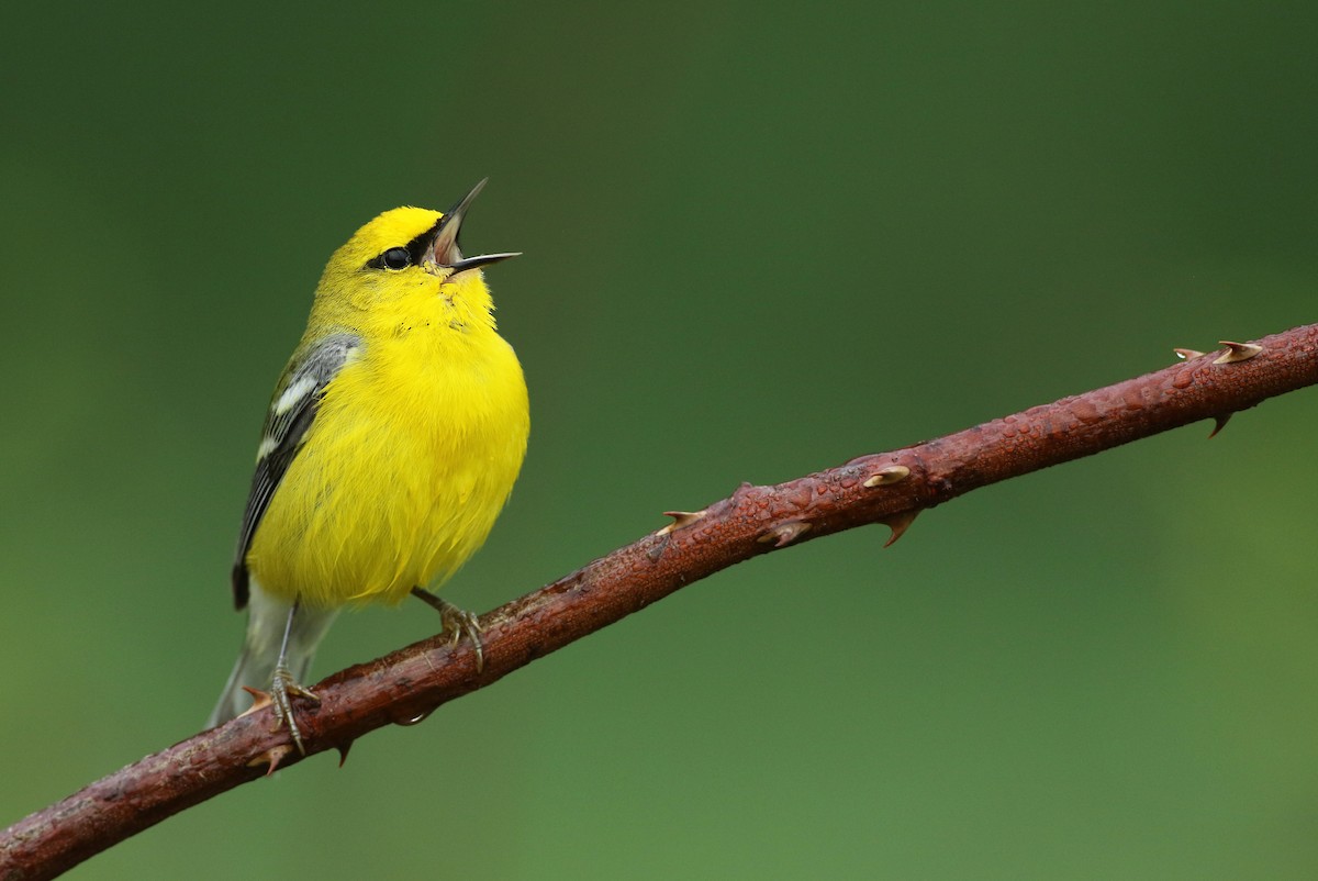 Blue-winged Warbler - Luke Seitz