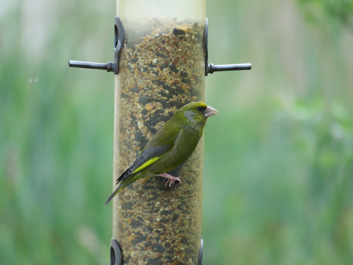 European Greenfinch - ML100808181