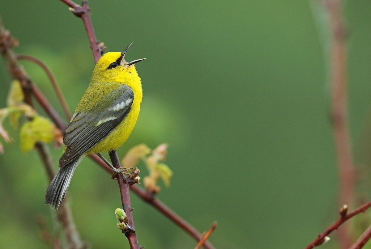 Blue-winged Warbler - Luke Seitz