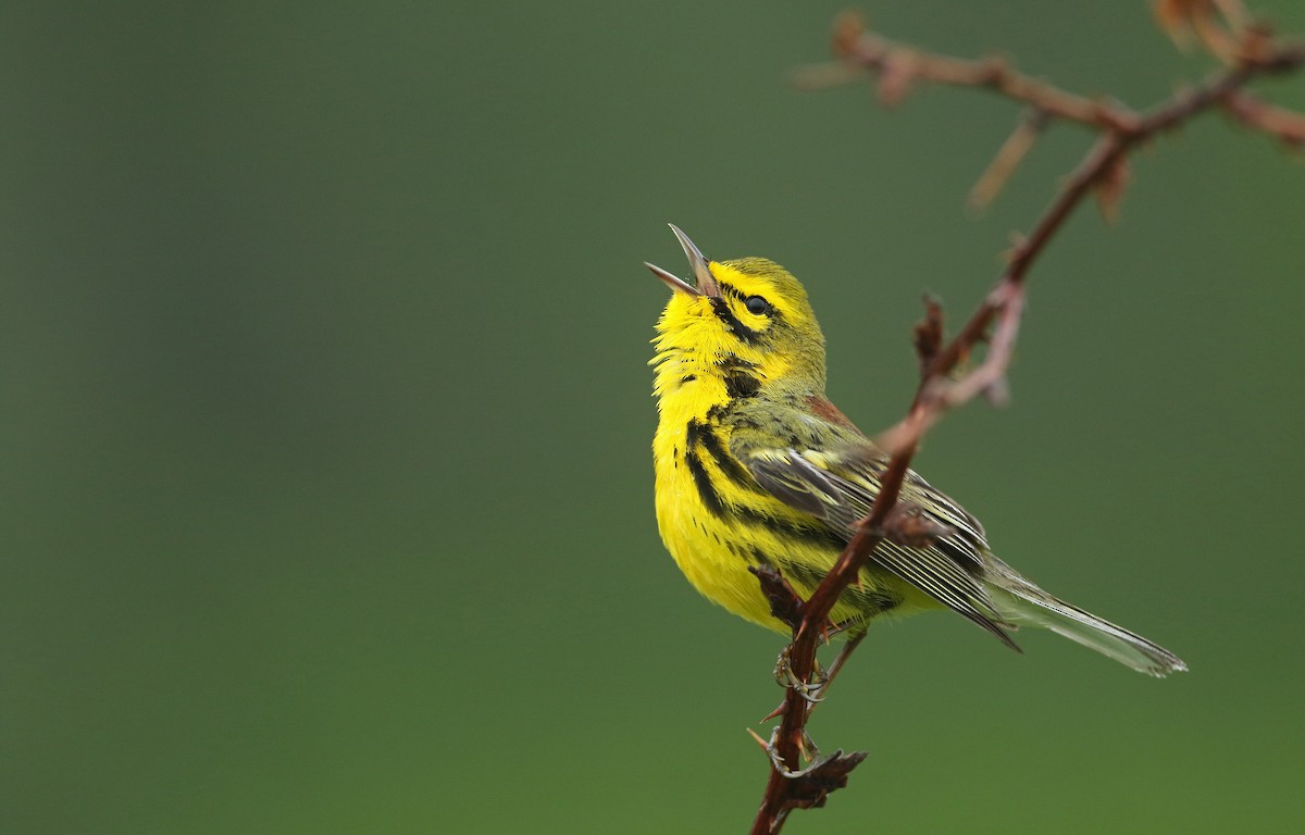 Prairie Warbler - Luke Seitz