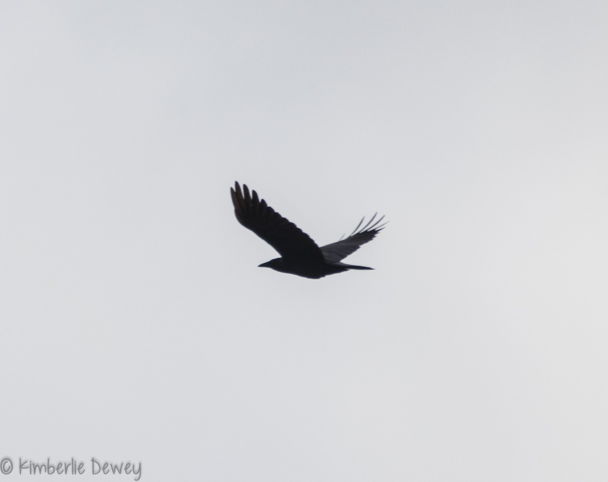 Fish Crow - ML100808741