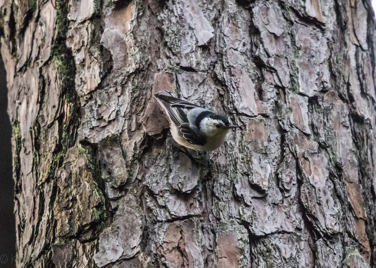 White-breasted Nuthatch - ML100808941