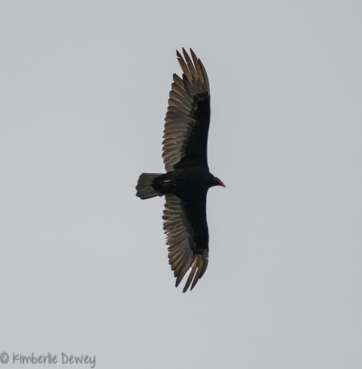 Turkey Vulture - ML100809171