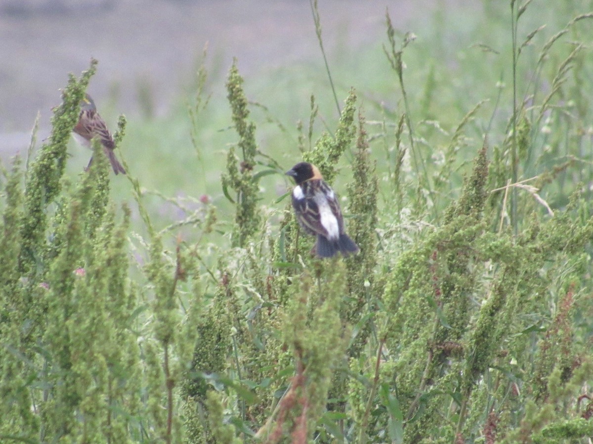 Bobolink - ML100812691