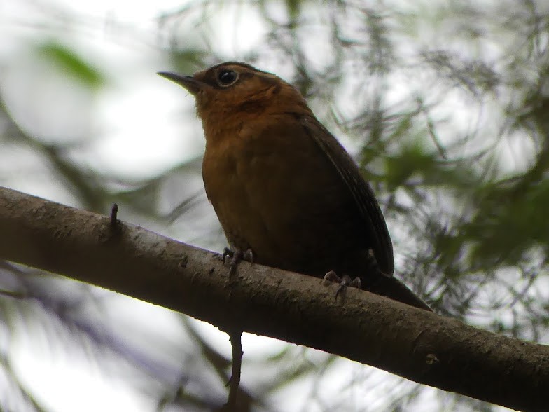 Rufous-browed Wren - ML100813621