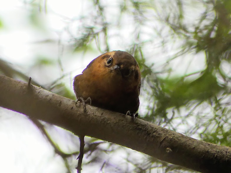 Rufous-browed Wren - ML100813641