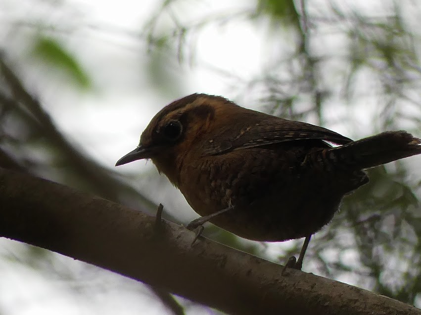 Rufous-browed Wren - ML100813651