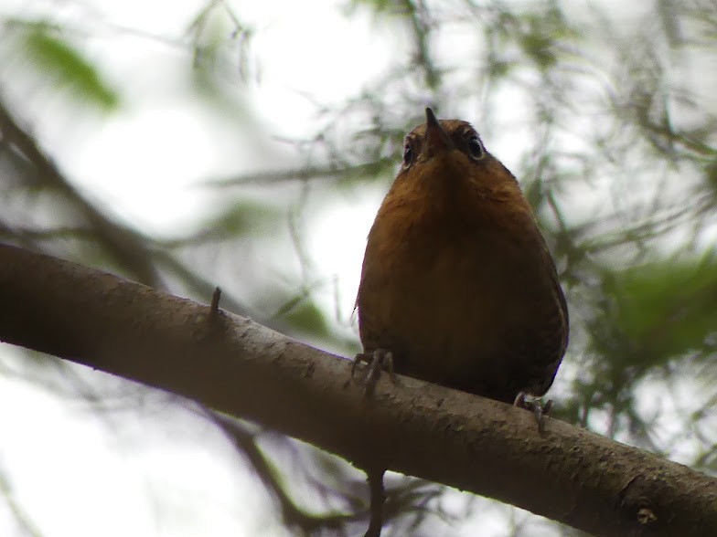 Rufous-browed Wren - ML100813661