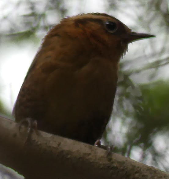 Rufous-browed Wren - ML100813671