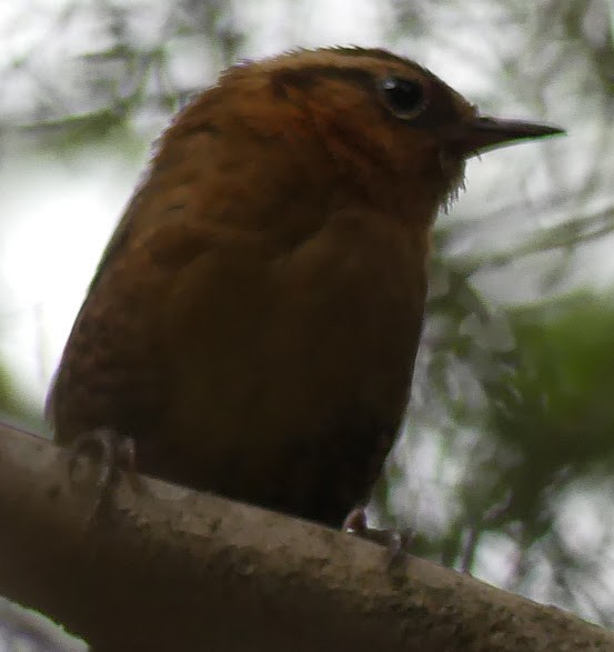 Rufous-browed Wren - ML100813671