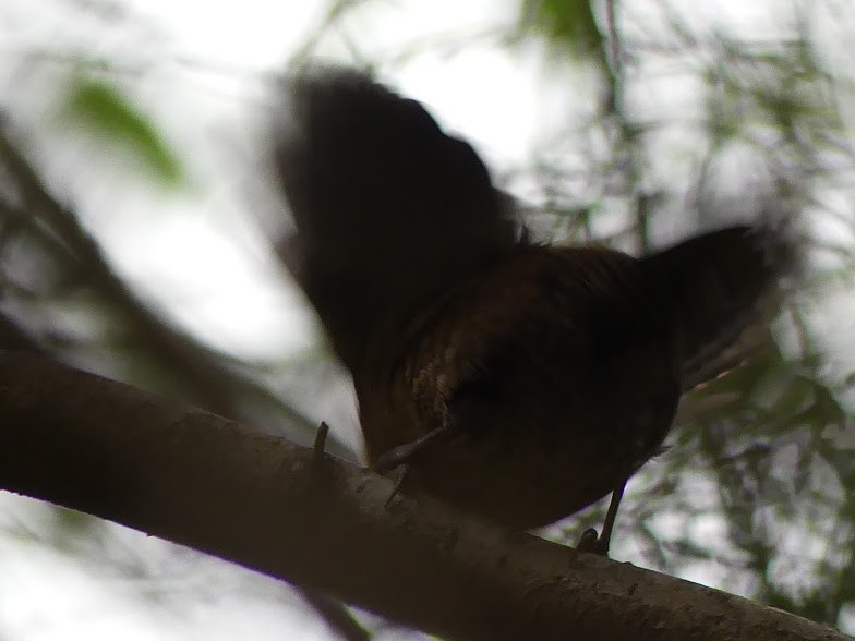 Rufous-browed Wren - ML100813681