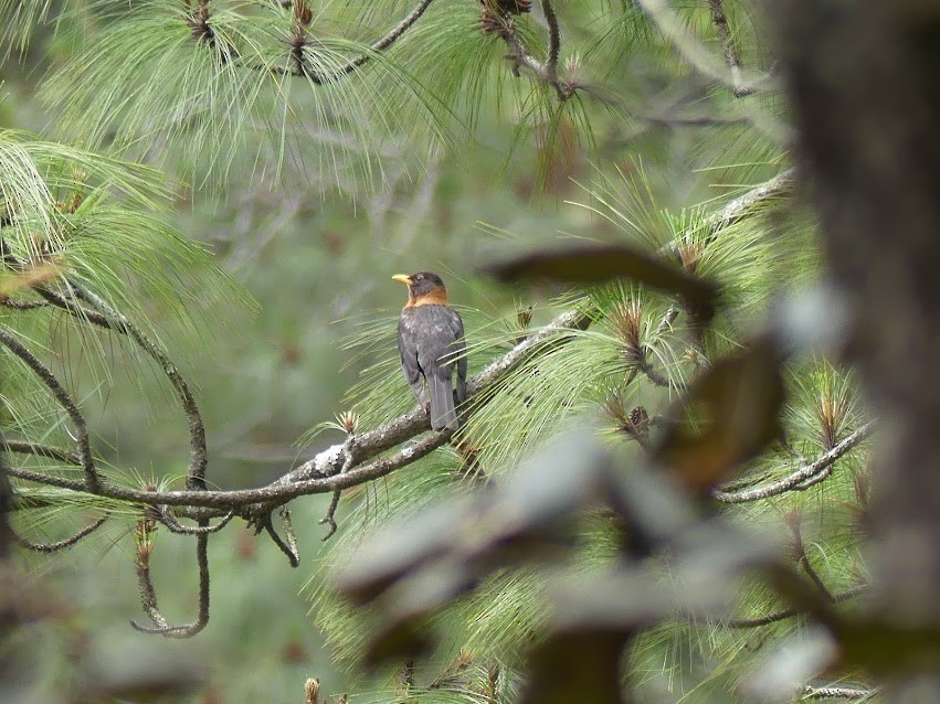 Rufous-collared Robin - ML100813841