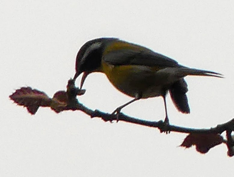 Crescent-chested Warbler - Robin Duska