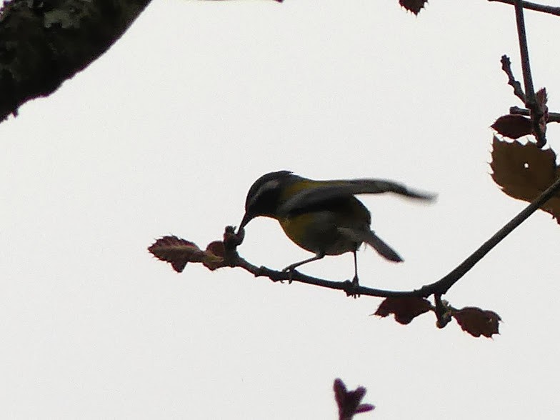 Crescent-chested Warbler - Robin Duska