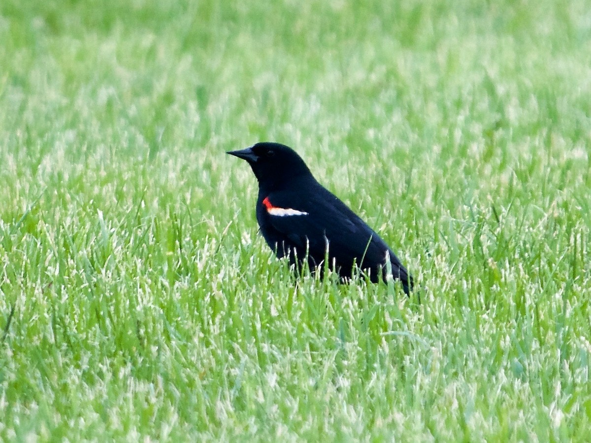 Red-winged Blackbird - ML100815041
