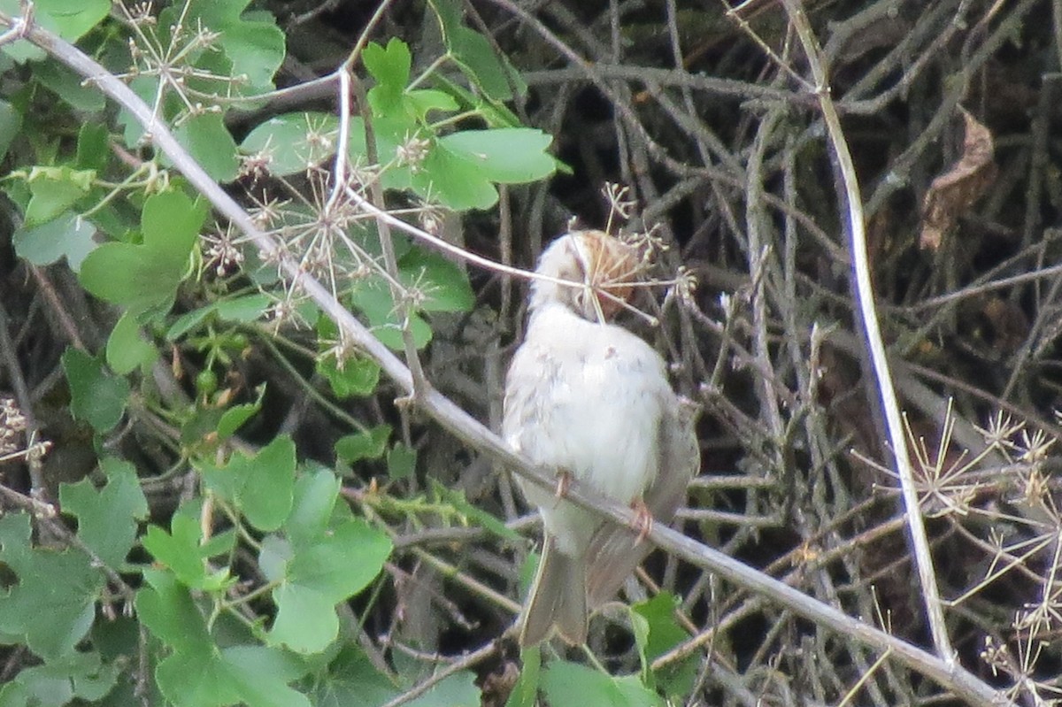 Chipping Sparrow - ML100815401