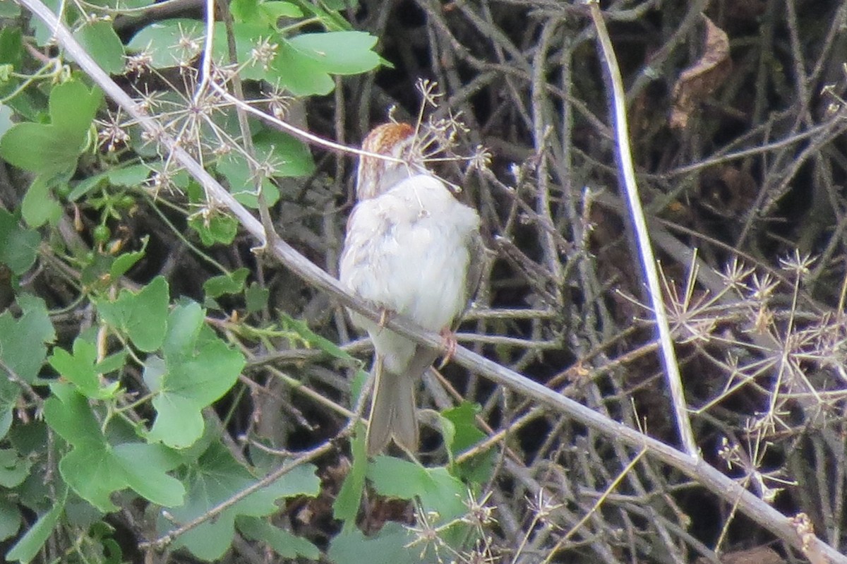 Chipping Sparrow - Denise Hughes