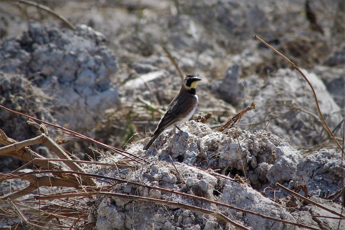 Horned Lark - ML100816261