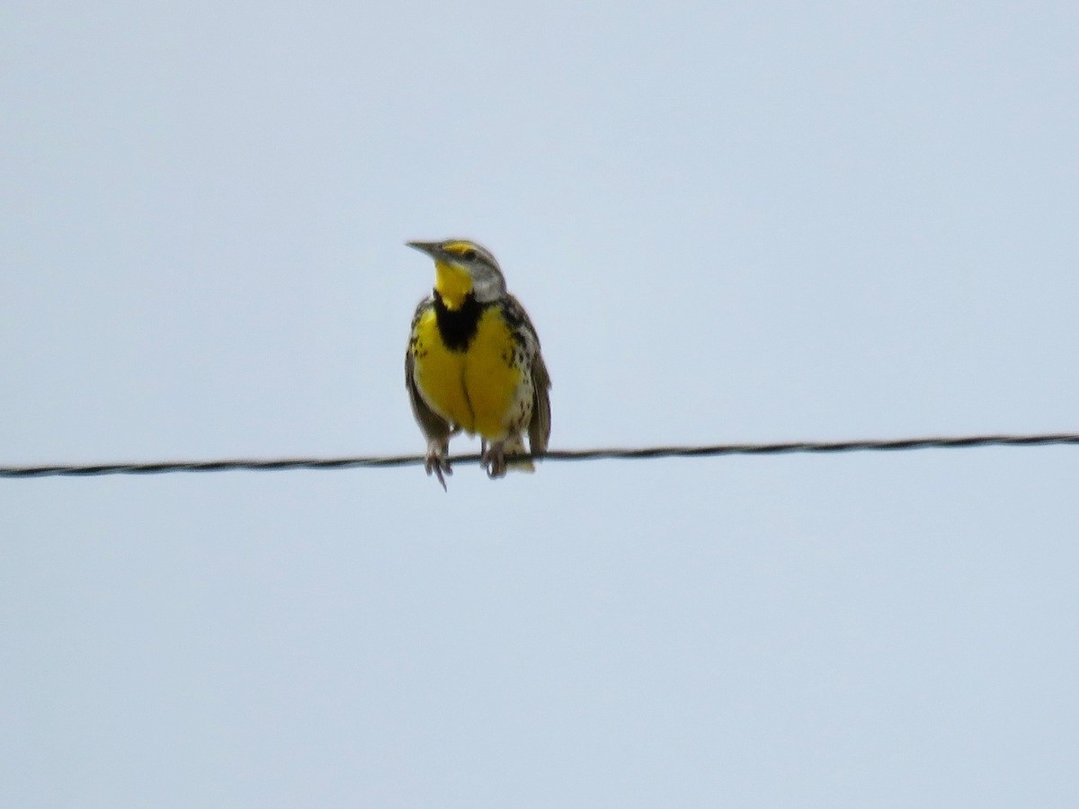 Western Meadowlark - ML100817991