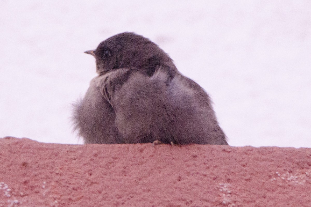 Dusky Crag-Martin - ML100818991