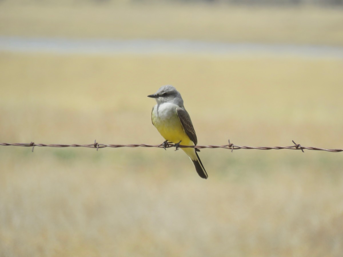 Western Kingbird - ML100819321