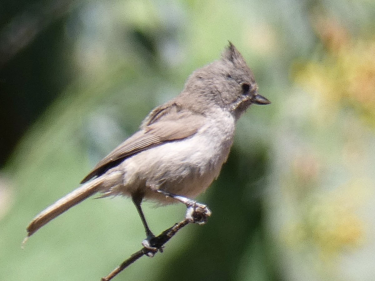 Oak Titmouse - ML100819391