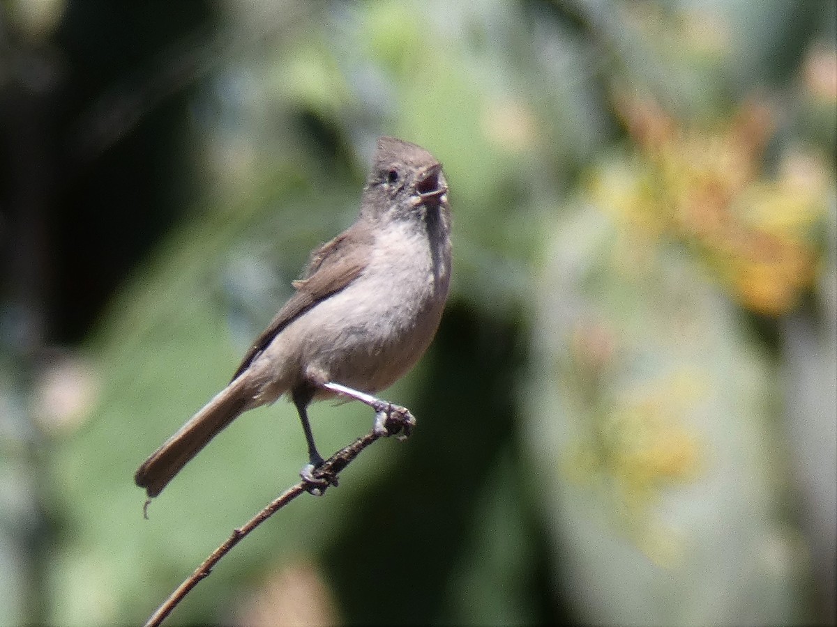 Oak Titmouse - ML100819401