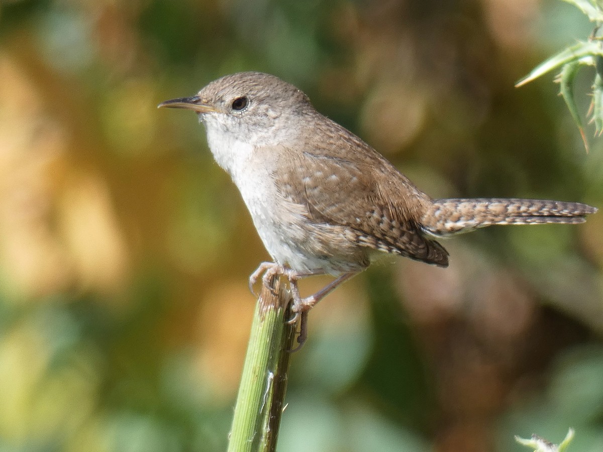 House Wren - Garry Hayes