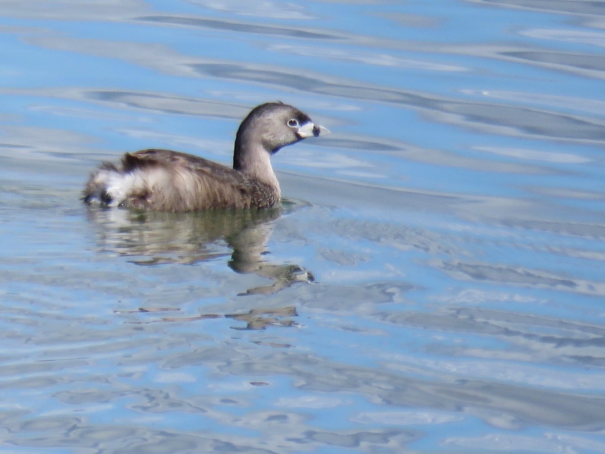 Pied-billed Grebe - ML100819921