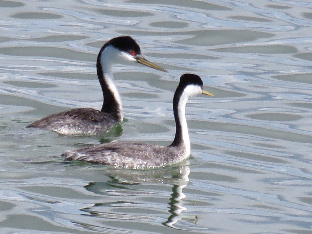 Western Grebe - ML100820211